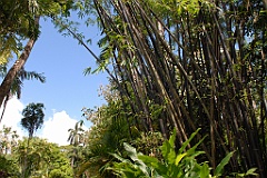 0213 Cairns Botanic Gardens